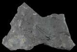 Elrathia Trilobite Molt Fossil - House Range - Utah #139674-1